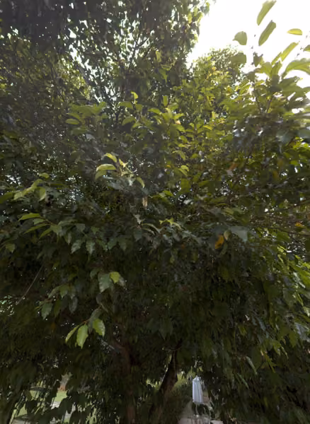 tree photo