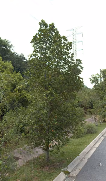 tree photo