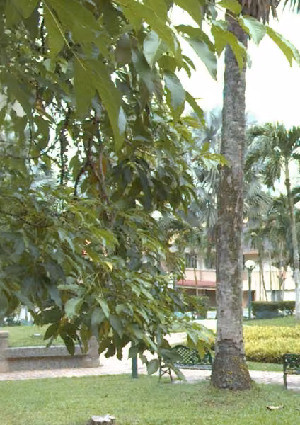 tree photo