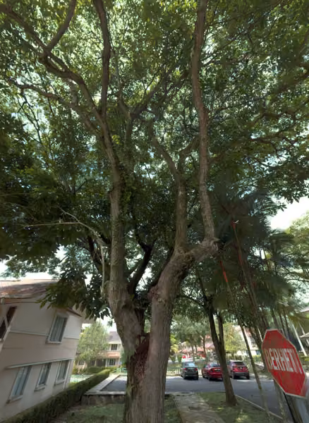 tree photo