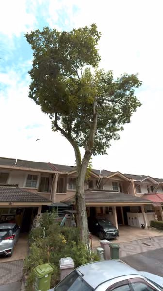 tree photo