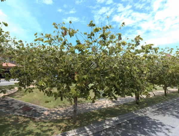 tree photo