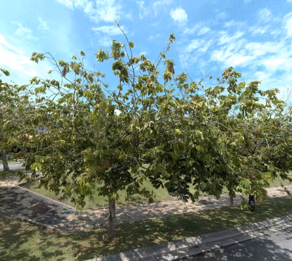 tree photo