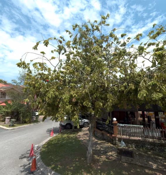 tree photo