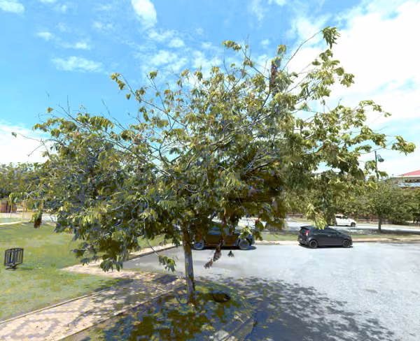 tree photo
