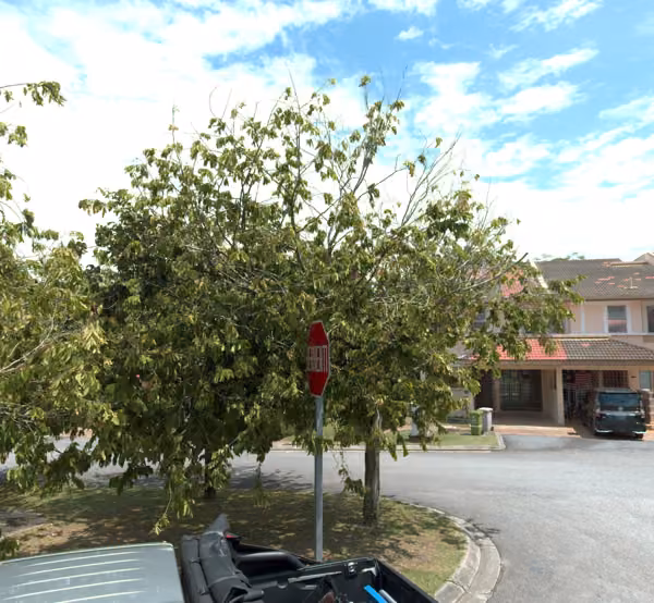 tree photo