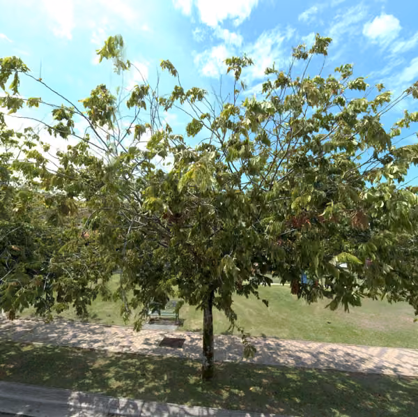 tree photo