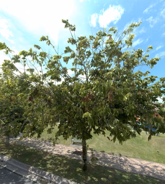 tree photo