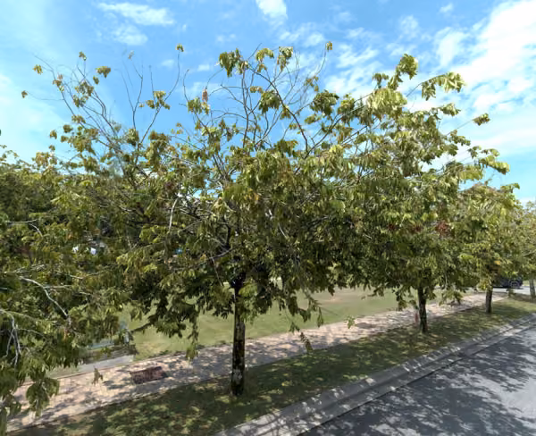 tree photo