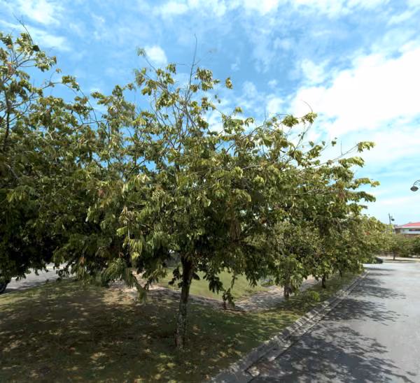 tree photo