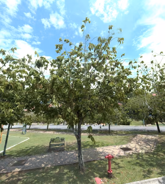 tree photo