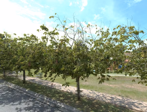 tree photo