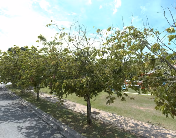 tree photo