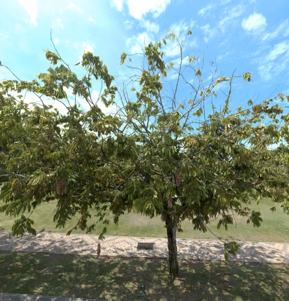 tree photo