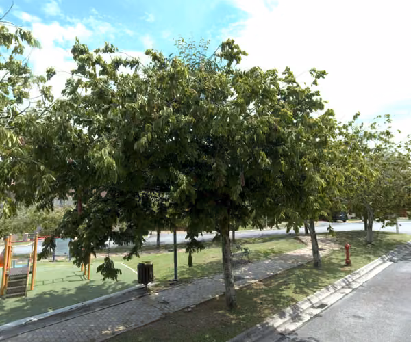 tree photo