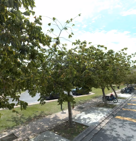 tree photo