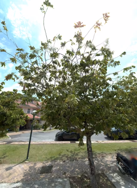 tree photo