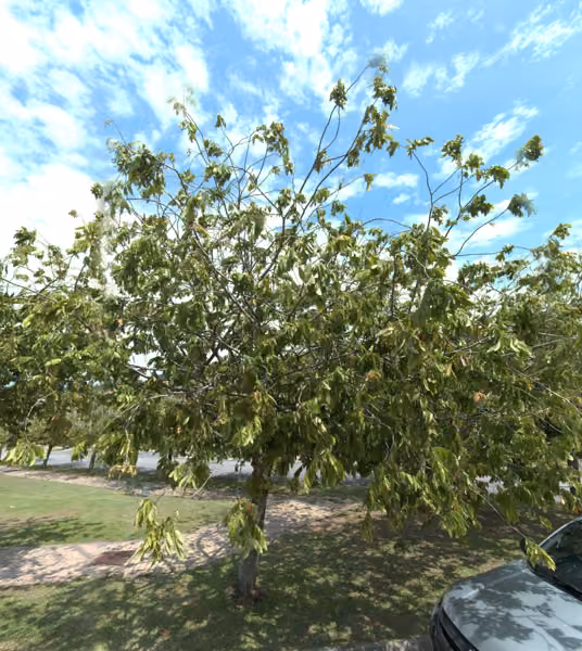 tree photo