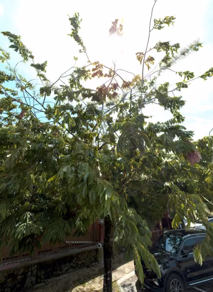 tree photo
