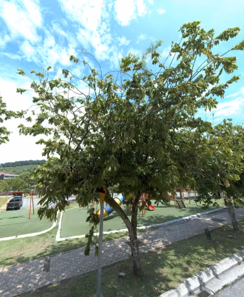 tree photo