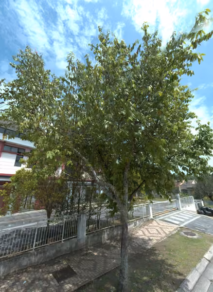 tree photo