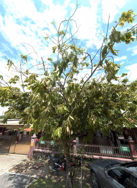 tree photo