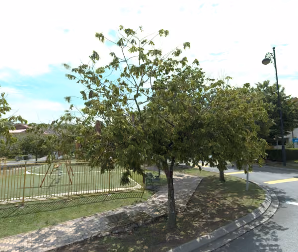 tree photo