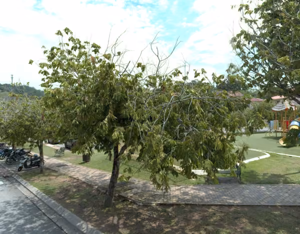 tree photo