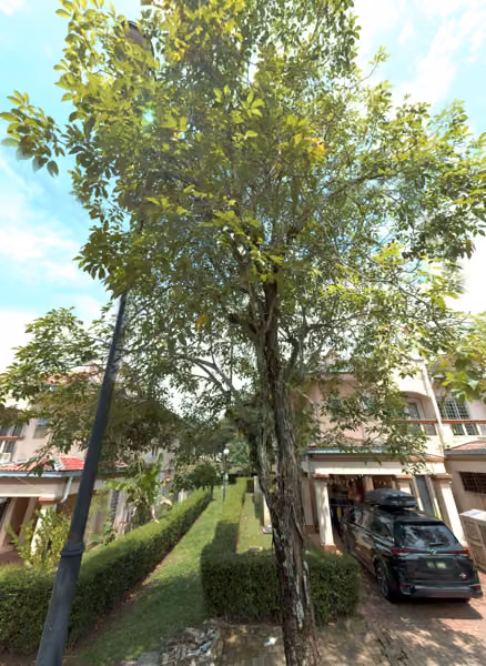 tree photo