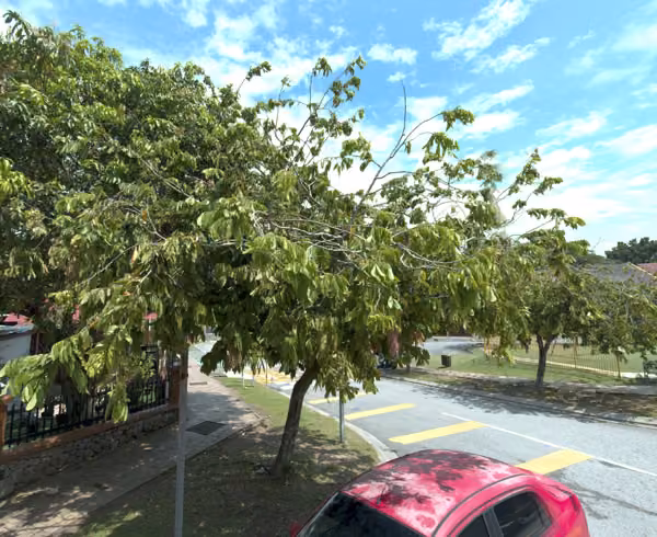 tree photo