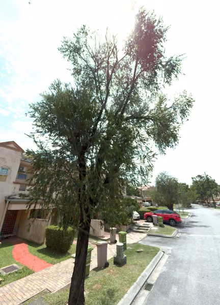 tree photo