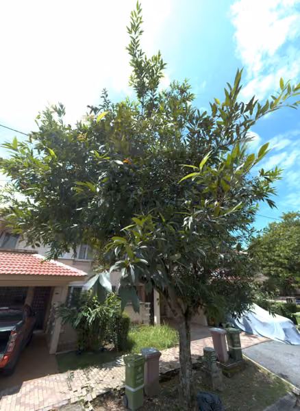 tree photo