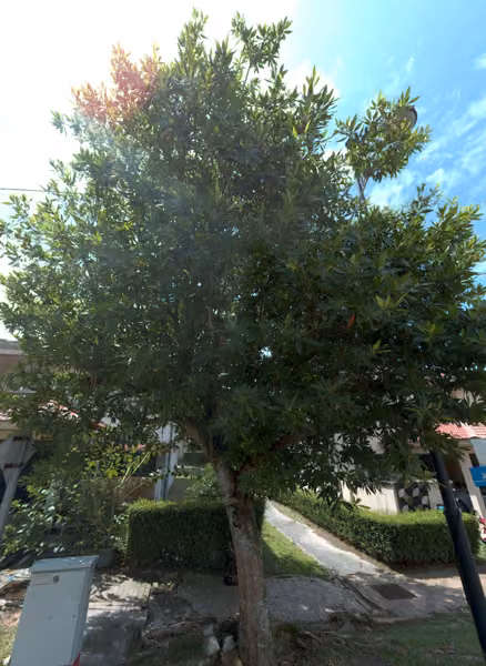 tree photo