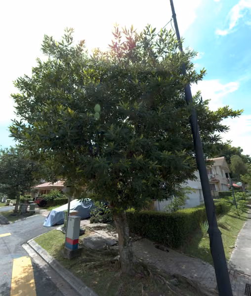tree photo