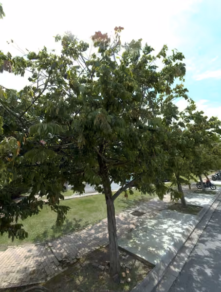 tree photo