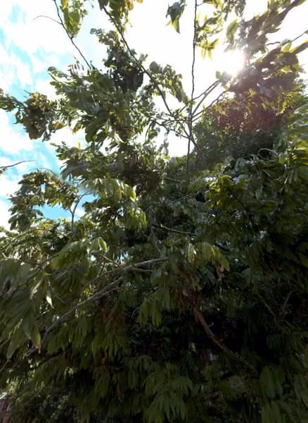 tree photo
