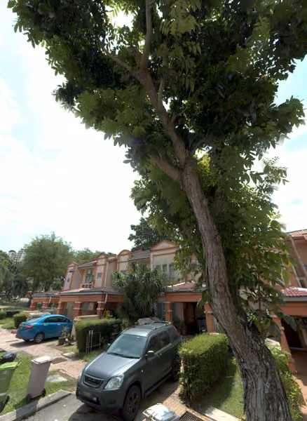 tree photo