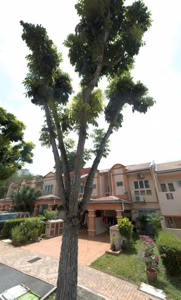 tree photo