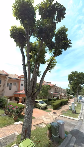 tree photo