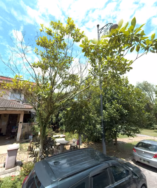 tree photo