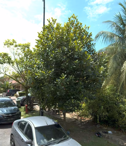 tree photo