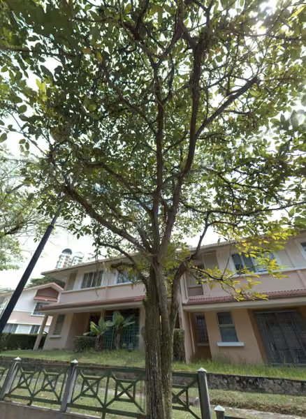 tree photo