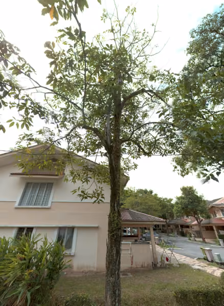 tree photo