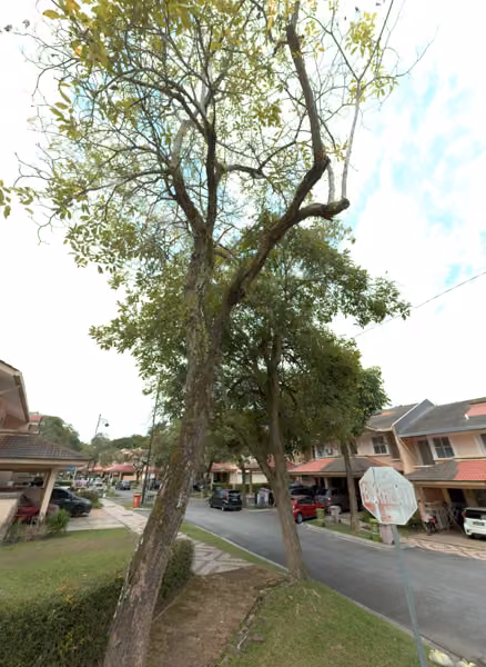 tree photo