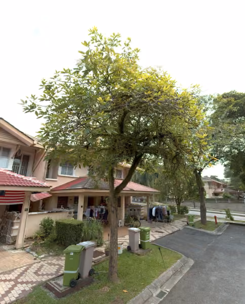 tree photo