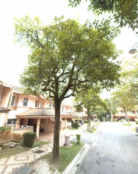 tree photo