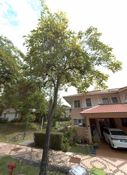tree photo