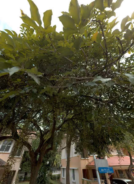 tree photo