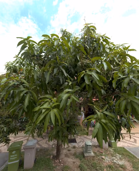 tree photo