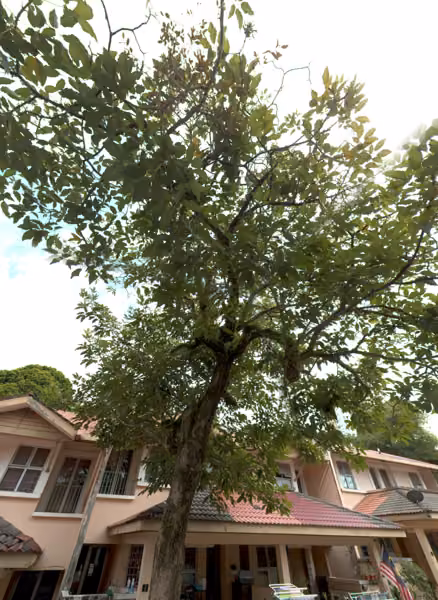 tree photo